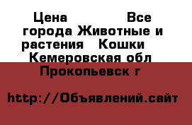 Zolton › Цена ­ 30 000 - Все города Животные и растения » Кошки   . Кемеровская обл.,Прокопьевск г.